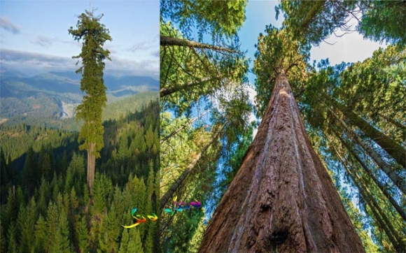 درێژترین داری جیهان