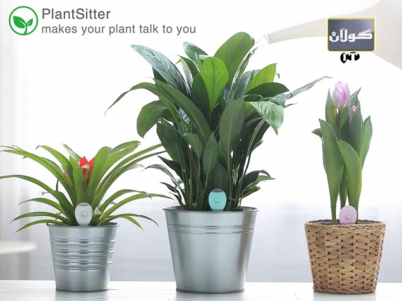 ئینجانە و گوڵدانی دیجیتالی