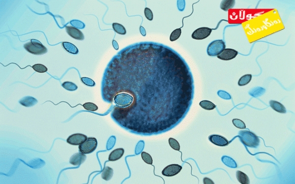 سپێرم چەند رۆژ لەناو لەشی ئافرەتدا بە زیندوویی دەمێنێتەوە؟