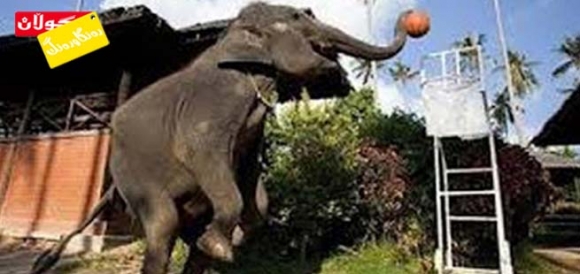 فیلیش یاری باسكە دەكات