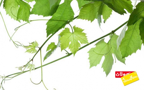 سوودەكانی گەڵای مێو