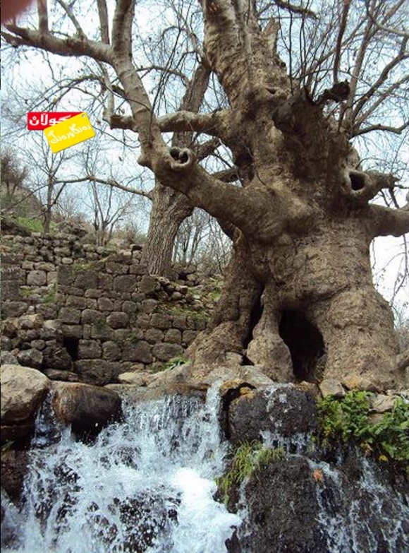 گەورەترین داری كوردستان ببینە!