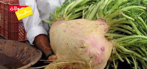 گەورەترین شێلم لە كوردستان