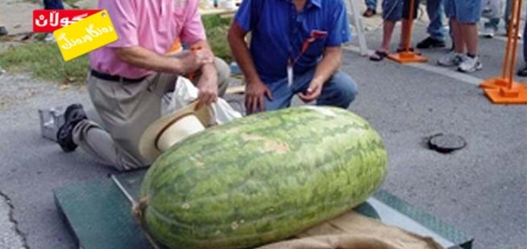 گەورەترین شووتی لە جیهاندا