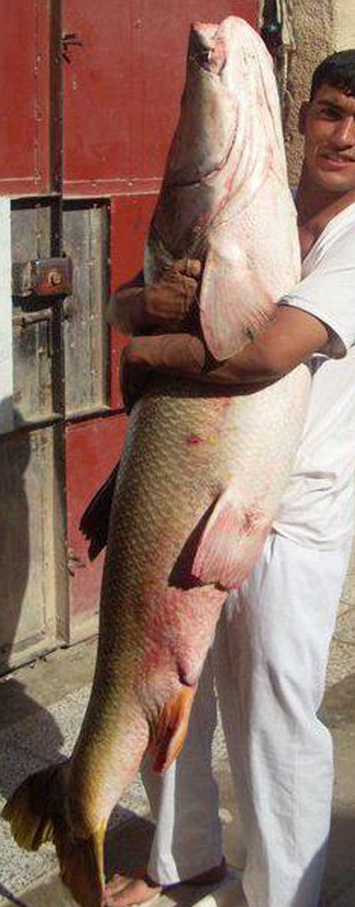 گەورەترین ماسی جیهان لە عێراقە