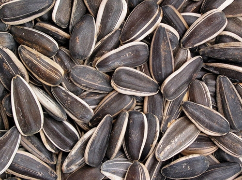 بەهای خۆراكی تۆوی گوڵەبەڕۆژە