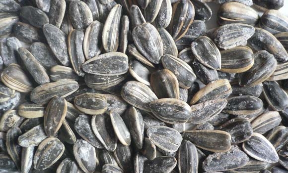 زیاد خواردنی تـۆوی گوڵەبەڕۆژە