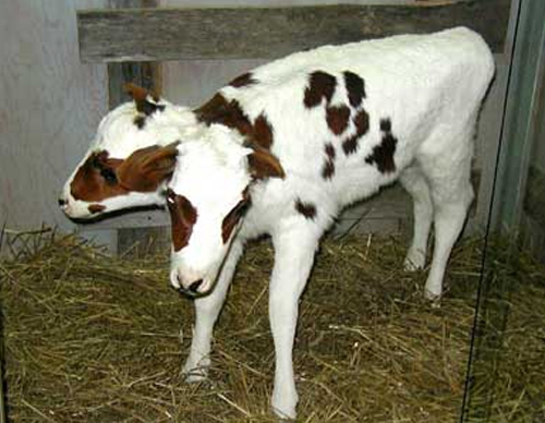 گۆلكێكی دوو سەر و یەك جەستە