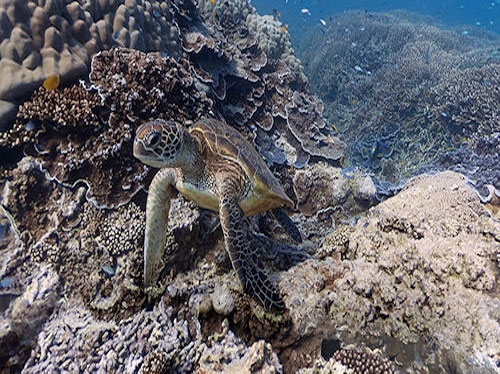 گۆگل مابس بۆ وێنەی پانۆڕامای ژێر ئاو