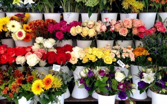 گوڵ و گوڵ فرۆشی  لە كوردستان