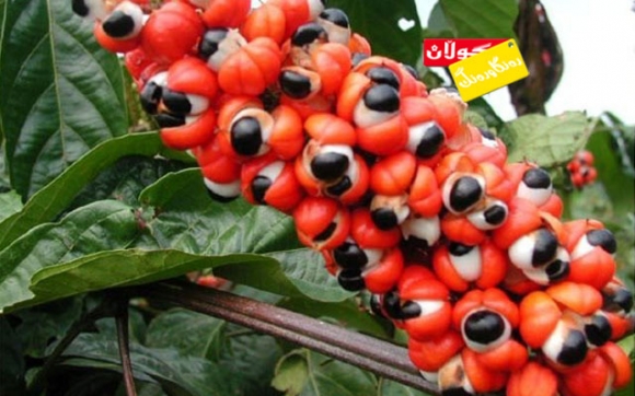 گوڵی چــــاو بـاز!