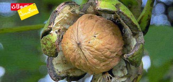 گوێزی كوردستان