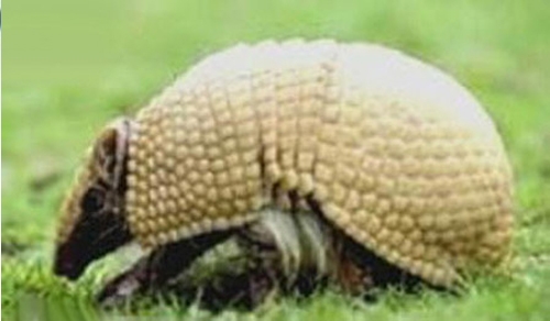 گیاندارێك خۆی دەكات بە تۆپی پێ