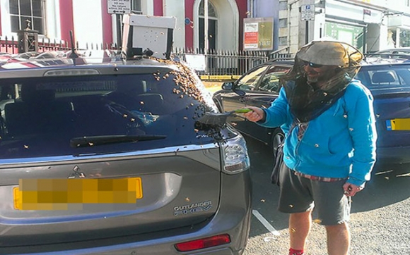 هەنگەكان پاشای خۆیان رزگار دەكەن