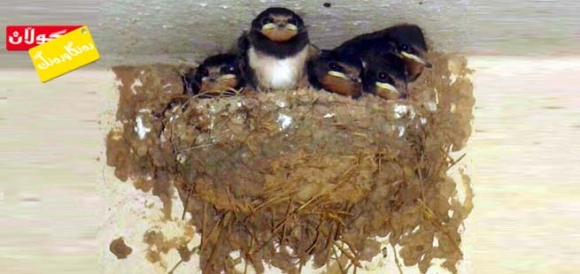 هــێلانە پەڕەســــێلكە