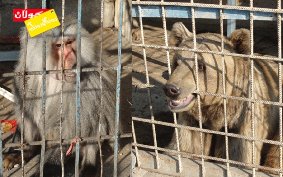 باخچەی ئاژەڵان لە كوردستان