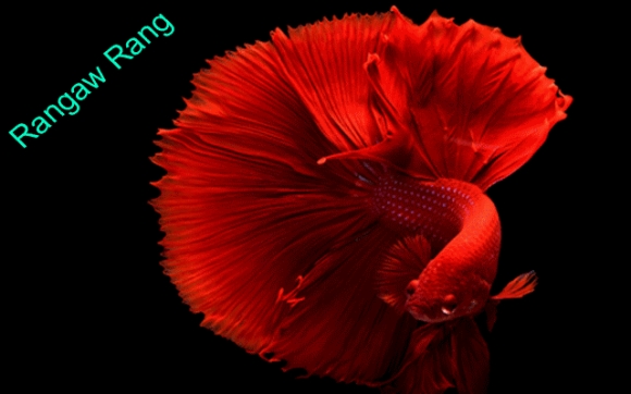 ماسییە گرانبەهاكانی جیهان