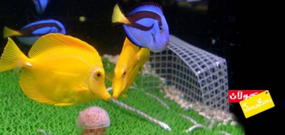 جامی ماسیی كیشوەرەكان!