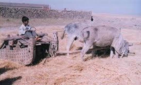 گێرەكردن بــە جەنجەڕ!