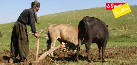 هەوجاری جووت كردن!