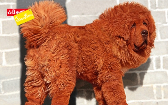 گرانترین سەگ لە جیهاندا