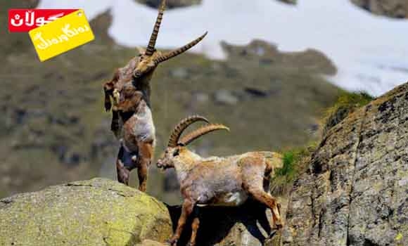 جوانی مامز و ئاسك لەكوردستان