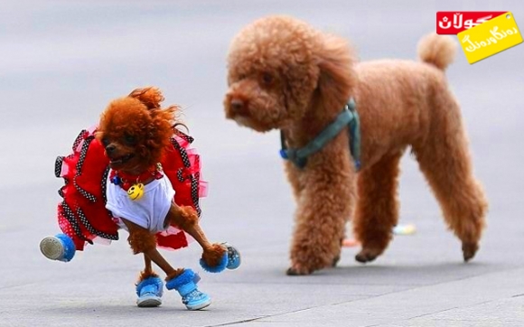 جوانترین سەگ ببینە