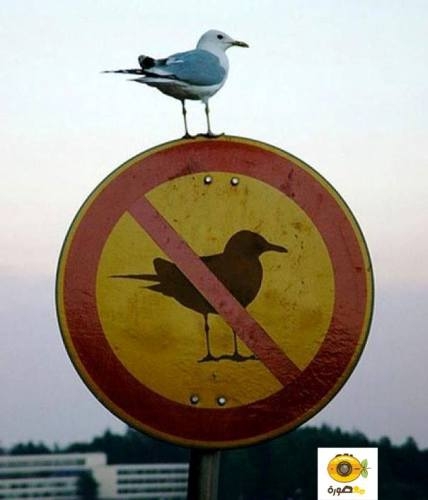 باڵندەی گونجاو لە شوێنی گونجاو !