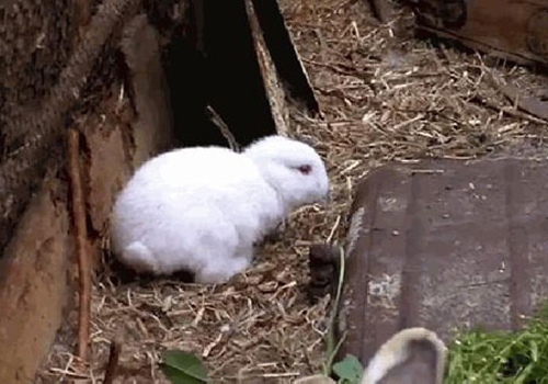 كەروێشكی بێ گوێچكە