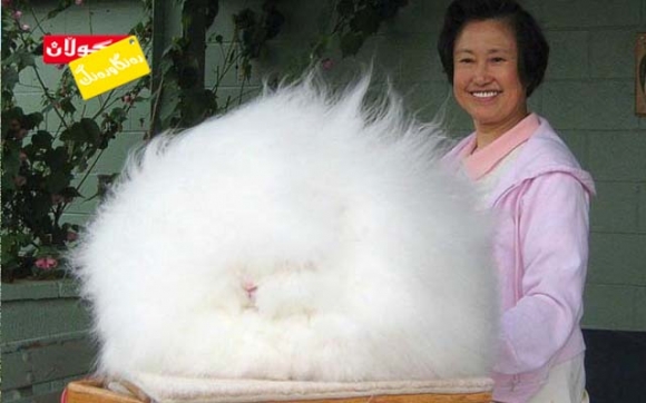 كەروێشكێك لە شێوەی بەرخ!