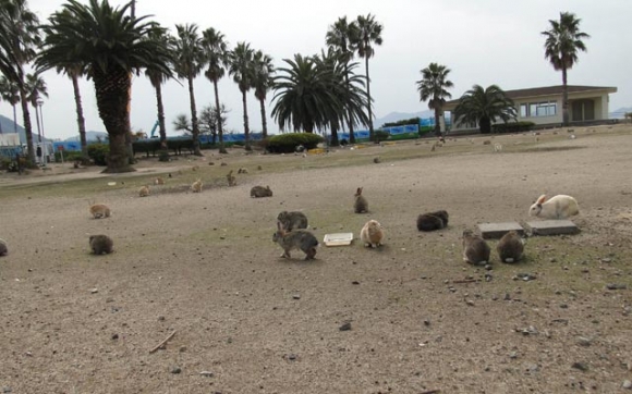 دەوڵەتی كەروێشكەكان