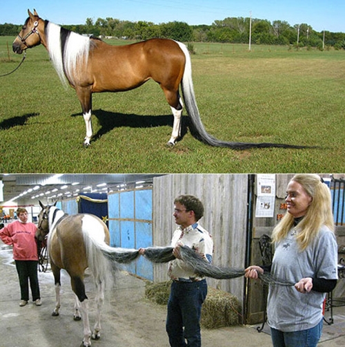 كلكی ئەسپێك (3) مەترە