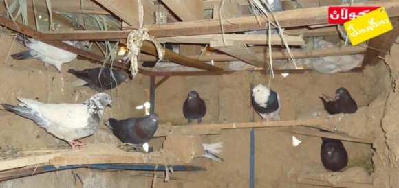 كۆتر و لیسی كۆتران!