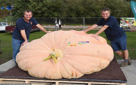 كوولەكەیەك هێندەی  ئۆتۆمبێلێكە