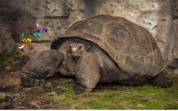 زەبەلاحەترین كیسەڵی جیهان