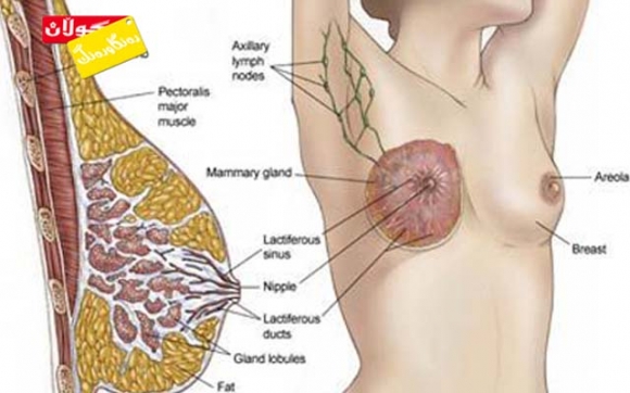 شێرپەنجەی مەمک نامێنێت