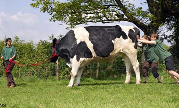 چێڵە زەبەلاحەكەی جیهان