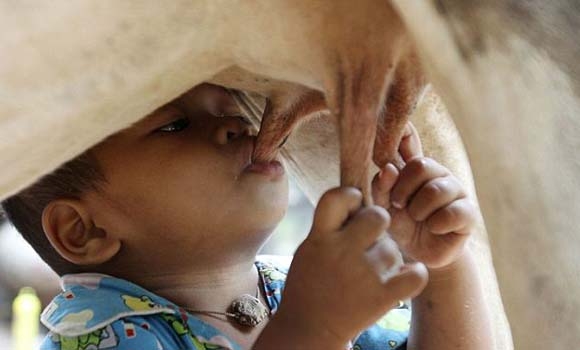 مانگایەك شیر بە منداڵێك دەدات