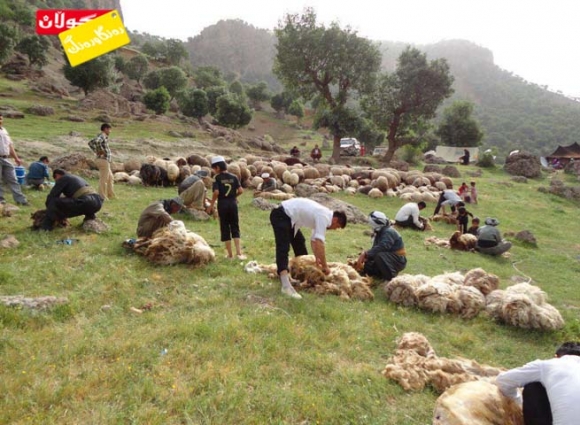 مــەڕ بڕینـەوە!