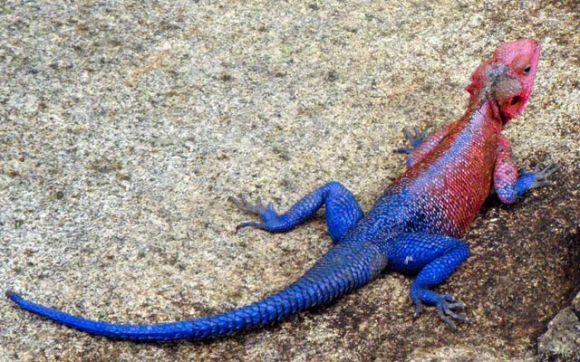 مارمیلكەی سپایدرەمان