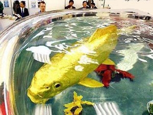 ماسی زێڕیش پەیدا بوو