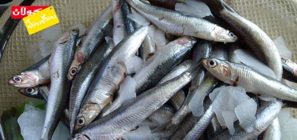 كامیان باشترە، ماسیی گەورە یان ماسیی بچووك؟