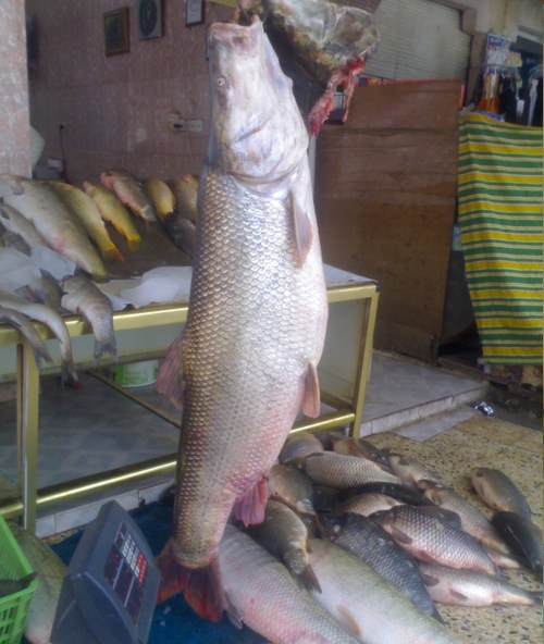 گەورترین ماسی لە كوردستان