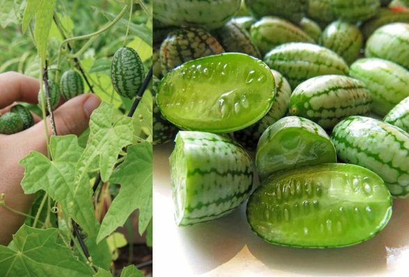 میوەیەكی بەشێوەو تامی جیاواز