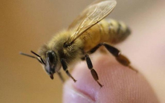 بۆ زانیاریت: مێشوولە بۆ پێمانەوە دەدەن؟