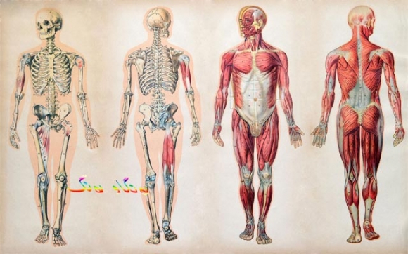 بۆچی مرۆڤ داهێنەرە؟