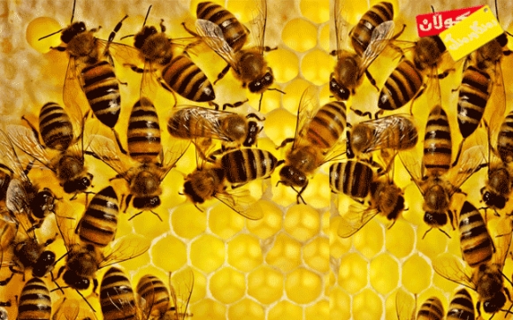 بۆ زانیاریت  - هەنگ و هەنگوین