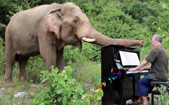 میوزیك و سەمای فیل