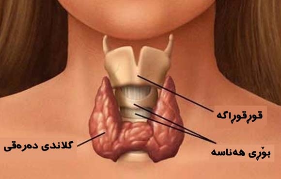نیــشانـەكــانی سستبـوونی گلاندی دەرەقی