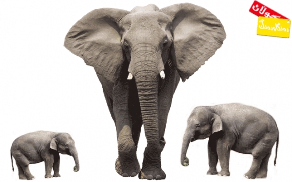 بۆ زانیاریت - فیل -